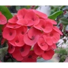 Cây Xương Rồng Bát Tiên Đỏ - Cây cảnh để bàn, giảm còn 45.000đ, dễ chăm sóc, trang trí 5