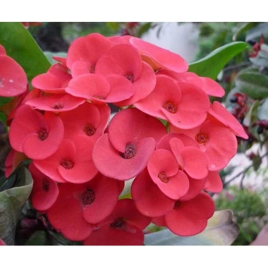 Cây Xương Rồng Bát Tiên Đỏ - Cây cảnh để bàn, giảm còn 45.000đ, dễ chăm sóc, trang trí 5