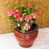 Cây Xương Rồng Bát Tiên Đỏ - Cây cảnh để bàn, giảm còn 45.000đ, dễ chăm sóc, trang trí 6
