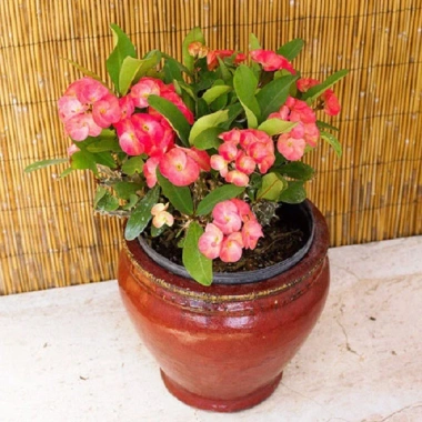 Cây Xương Rồng Bát Tiên Đỏ - Cây cảnh để bàn, giảm còn 45.000đ, dễ chăm sóc, trang trí 6