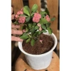 Cây Xương Rồng Bát Tiên Đỏ - Cây cảnh để bàn, giảm còn 45.000đ, dễ chăm sóc, trang trí 7