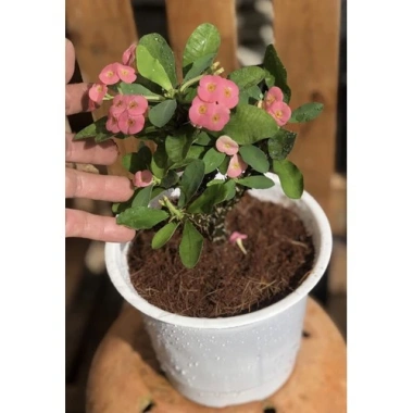 Cây Xương Rồng Bát Tiên Đỏ - Cây cảnh để bàn, giảm còn 45.000đ, dễ chăm sóc, trang trí 7