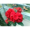 Cây Xương Rồng Bát Tiên Đỏ - Cây cảnh để bàn, giảm còn 45.000đ, dễ chăm sóc, trang trí 8