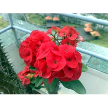 Cây Xương Rồng Bát Tiên Đỏ - Cây cảnh để bàn, giảm còn 45.000đ, dễ chăm sóc, trang trí 8
