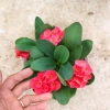 Cây Xương Rồng Bát Tiên Đỏ - Cây cảnh để bàn, giảm còn 45.000đ, dễ chăm sóc, trang trí 9
