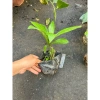 Cây xương sông rau gia vị tươi ngon, giảm giá chỉ 23.000đ - Giá gốc 28.290đ 3