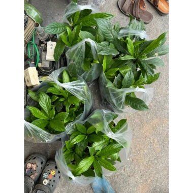 Cây xương sông rau gia vị tươi ngon, giảm giá chỉ 23.000đ - Giá gốc 28.290đ 5