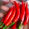Chẩm chéo Tây Bắc và Điện Biên chuẩn vị, nhà làm hũ 300g - Giá chỉ 39.000đ 3