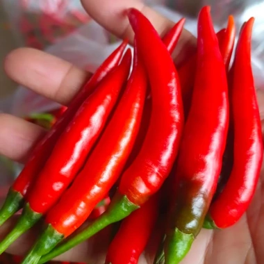 Chẩm chéo Tây Bắc và Điện Biên chuẩn vị, nhà làm hũ 300g - Giá chỉ 39.000đ
