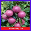 Chanh dây tím (chanh leo) - Giá chỉ 35.000đ, thơm ngọt, tươi ngon, giảm giá mạnh