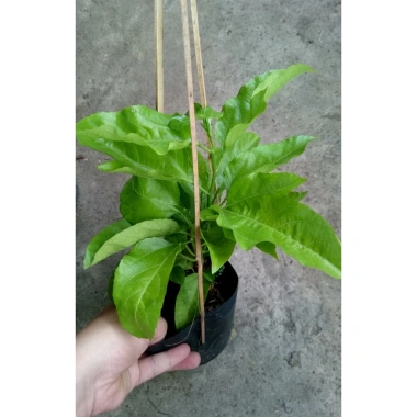 Chanh dây tím (chanh leo) - Giá chỉ 35.000đ, thơm ngọt, tươi ngon, giảm giá mạnh
