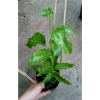 Chanh dây tím (chanh leo) - Giá chỉ 35.000đ, thơm ngọt, tươi ngon, giảm giá mạnh 3