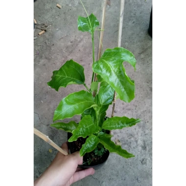 Chanh dây tím (chanh leo) - Giá chỉ 35.000đ, thơm ngọt, tươi ngon, giảm giá mạnh