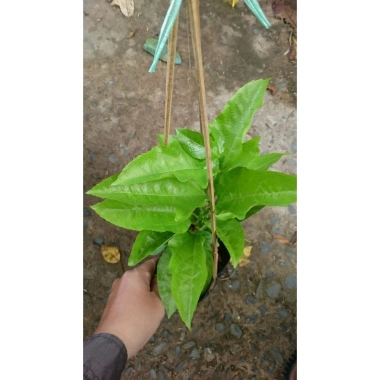Chanh dây tím (chanh leo) - Giá chỉ 35.000đ, thơm ngọt, tươi ngon, giảm giá mạnh
