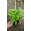 Chanh dây tím (chanh leo) - Giá chỉ 35.000đ, thơm ngọt, tươi ngon, giảm giá mạnh 5