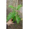 Chanh dây tím (chanh leo) - Giá chỉ 35.000đ, thơm ngọt, tươi ngon, giảm giá mạnh 6