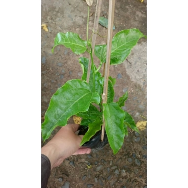 Chanh dây tím (chanh leo) - Giá chỉ 35.000đ, thơm ngọt, tươi ngon, giảm giá mạnh