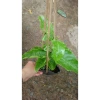 Chanh dây tím (chanh leo) - Giá chỉ 35.000đ, thơm ngọt, tươi ngon, giảm giá mạnh 7