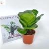 Chậu bàng Singapore mini 15-20cm - Decor bàn, trang trí nội thất, 50.000 VND