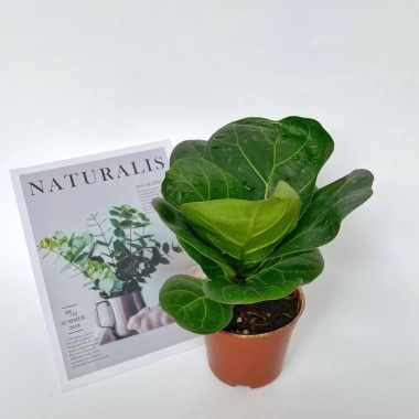 Chậu bàng Singapore mini 15-20cm - Decor bàn, trang trí nội thất, 50.000 VND 2