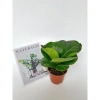 Chậu bàng Singapore mini 15-20cm - Decor bàn, trang trí nội thất, 50.000 VND 3