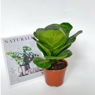 Chậu bàng Singapore mini 15-20cm - Decor bàn, trang trí nội thất, 50.000 VND 4