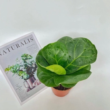Chậu bàng Singapore mini 15-20cm - Decor bàn, trang trí nội thất, 50.000 VND 7