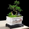 Chậu Bonsai Chữ Nhật Đẹp - Phù Hợp Cảnh Hoa Đào, Giá Giảm 115.000₫ 2