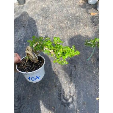 Chậu cây cần thăng tiến để bàn 15‑18cm - Thiết kế đẹp, giá ưu đãi 72.000₫