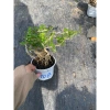 Chậu cây cần thăng tiến để bàn 15‑18cm - Thiết kế đẹp, giá ưu đãi 72.000₫ 4