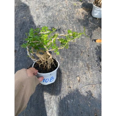 Chậu cây cần thăng tiến để bàn 15‑18cm - Thiết kế đẹp, giá ưu đãi 72.000₫