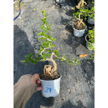 Chậu cây cần thăng tiến để bàn 15‑18cm - Thiết kế đẹp, giá ưu đãi 72.000₫