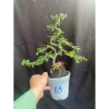 Chậu cây cần thăng tiến để bàn 15‑18cm - Thiết kế đẹp, giá ưu đãi 72.000₫ 6