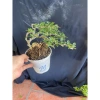 Chậu cây cần thăng tiến để bàn 15‑18cm - Thiết kế đẹp, giá ưu đãi 72.000₫ 7