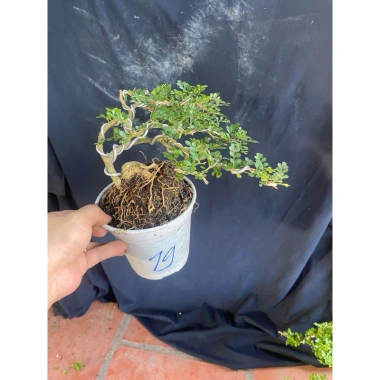 Chậu cây cần thăng tiến để bàn 15‑18cm - Thiết kế đẹp, giá ưu đãi 72.000₫