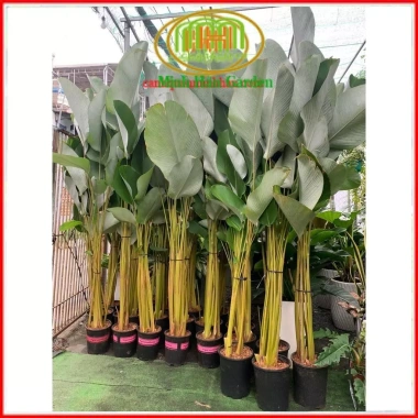 Chậu cây dong lá bạc Tropical – Decor giếng trời, hồ bơi, cà phê, giá 128.700₫