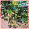 Chậu cây dong lá bạc Tropical – Decor giếng trời, hồ bơi, cà phê, giá 128.700₫ 2