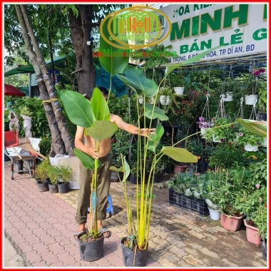Chậu cây dong lá bạc Tropical – Decor giếng trời, hồ bơi, cà phê, giá 128.700₫