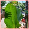 Chậu cây dong lá bạc Tropical – Decor giếng trời, hồ bơi, cà phê, giá 128.700₫ 5