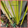 Chậu cây dong lá bạc Tropical – Decor giếng trời, hồ bơi, cà phê, giá 128.700₫ 6