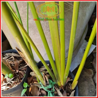 Chậu cây dong lá bạc Tropical – Decor giếng trời, hồ bơi, cà phê, giá 128.700₫ 6 Chậu cây dong lá bạc Tropical – Decor giếng trời, hồ bơi, cà phê, giá 128.700₫ 6