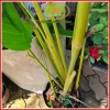 Chậu cây dong lá bạc Tropical – Decor giếng trời, hồ bơi, cà phê, giá 128.700₫ 7