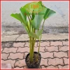 Chậu cây dong lá bạc Tropical – Decor giếng trời, hồ bơi, cà phê, giá 128.700₫ 8