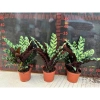 Chậu cây đuôi phụng màu độc đáo 25cm - Cây phong thuỷ nội thất, giá 25.000 VND