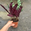 Chậu cây đuôi phụng màu độc đáo 25cm - Cây phong thuỷ nội thất, giá 25.000 VND 2