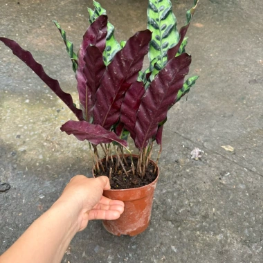 Chậu cây đuôi phụng màu độc đáo 25cm - Cây phong thuỷ nội thất, giá 25.000 VND 2