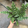Chậu cây đuôi phụng màu độc đáo 25cm - Cây phong thuỷ nội thất, giá 25.000 VND 3