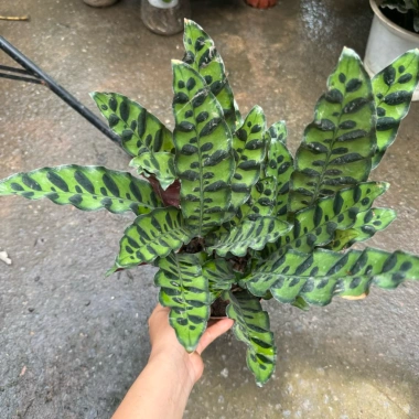 Chậu cây đuôi phụng màu độc đáo 25cm - Cây phong thuỷ nội thất, giá 25.000 VND 3