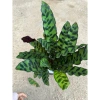 Chậu cây đuôi phụng màu độc đáo 25cm - Cây phong thuỷ nội thất, giá 25.000 VND 4