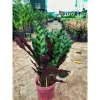 Chậu cây đuôi phụng màu độc đáo 25cm - Cây phong thuỷ nội thất, giá 25.000 VND 6